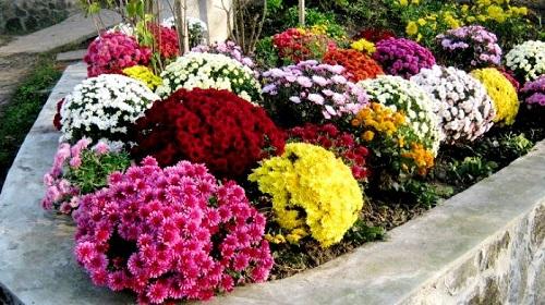 Шаровидная хризантема размножение. Описание сорта Мультифлора