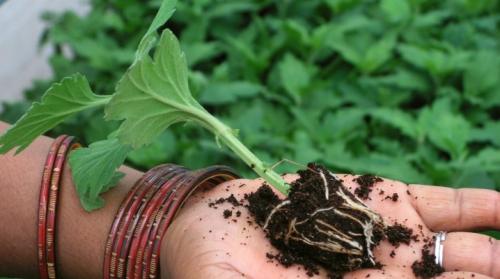 Хризантема мультифлора размножение черенками. Как осуществляется черенкование хризантем?