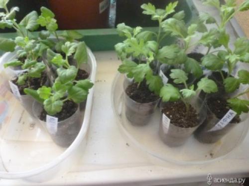 Как выращивать хризантемы мультифлора. Сорт Мультифлора 08 Как выращивать хризантемы мультифлора. Сорт Мультифлора 08