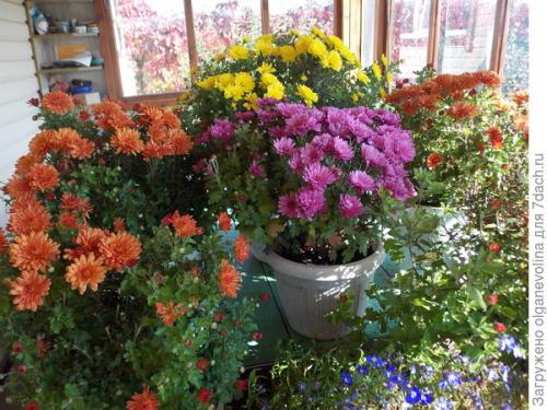 Хризантема мультифлора зимовка. Как правильно сохранить хризантему мультифлора до нового сезона?