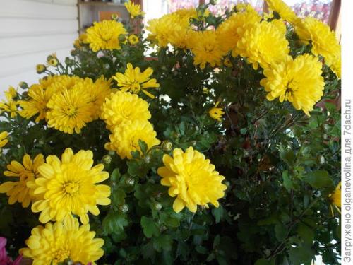 Хризантема мультифлора зимовка. Как правильно сохранить хризантему мультифлора до нового сезона?