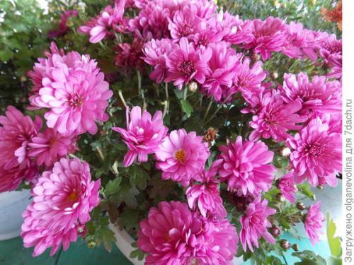 Хризантема мультифлора зимовка. Как правильно сохранить хризантему мультифлора до нового сезона?