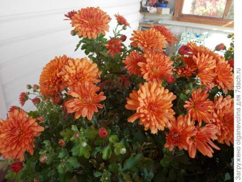 Хризантема мультифлора зимовка. Как правильно сохранить хризантему мультифлора до нового сезона?