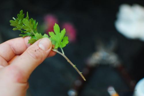 Как выращивать хризантемы мультифлора. Сорт Мультифлора 09 Как выращивать хризантемы мультифлора. Сорт Мультифлора 09