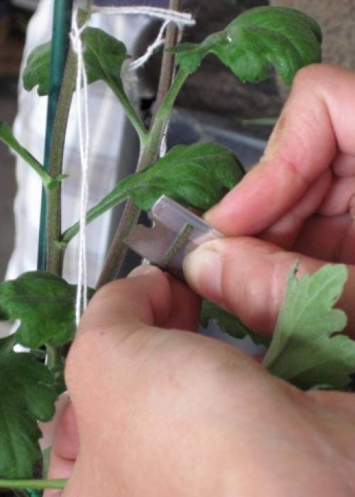 Как выращивать хризантемы мультифлора. Сорт Мультифлора 06 Как выращивать хризантемы мультифлора. Сорт Мультифлора 06