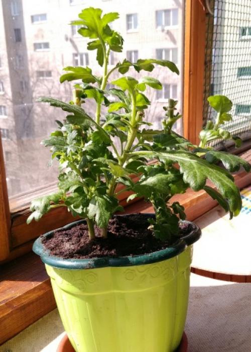 Как выращивать хризантемы мультифлора. Сорт Мультифлора 05 Как выращивать хризантемы мультифлора. Сорт Мультифлора 05