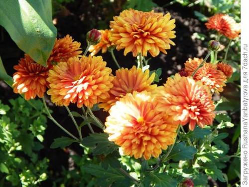 Хризантема мультифлора зимовка в горшке. Хризантема мультифлора. Эксперимент с зимовкой