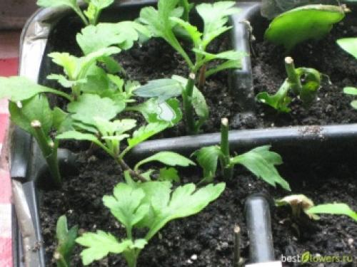 Как выращивать хризантемы мультифлора. Сорт Мультифлора 07 Как выращивать хризантемы мультифлора. Сорт Мультифлора 07