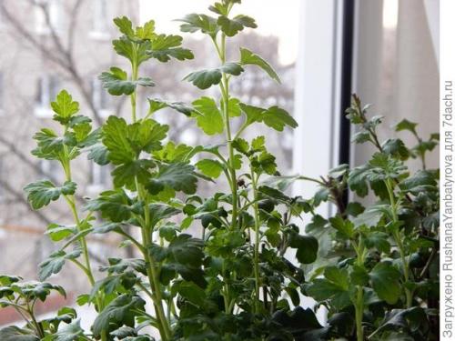 Хризантема мультифлора зимовка в горшке. Хризантема мультифлора. Эксперимент с зимовкой