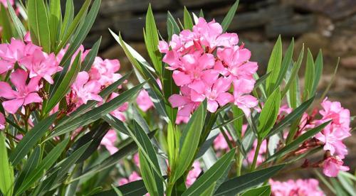 10 самых опасных растений для детей. Ядовитые комнатные растения, опасные для детей и животных 03