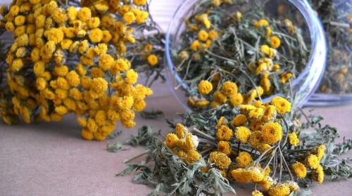 Пижма бальзамическая или кануфер. Историческая справка 03 Пижма бальзамическая или кануфер. Историческая справка 03