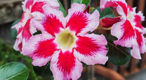 10 самых опасных растений для детей. Ядовитые комнатные растения, опасные для детей и животных 02