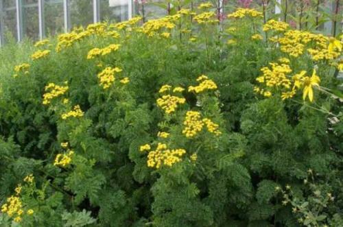 Канупер для лица. Трава Канупер (пижма бальзамическая): лечебные свойства, применение и противопоказания растения