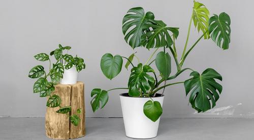 10 самых опасных растений для детей. Ядовитые комнатные растения, опасные для детей и животных 01