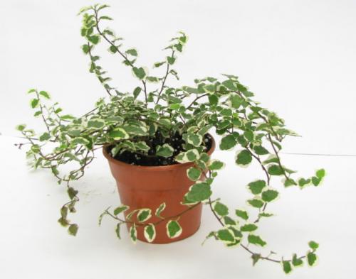 Влияние комнатных растений на интерьер: как они могут улучшить вашу жизнь 07 Влияние комнатных растений на интерьер: как они могут улучшить вашу жизнь 07