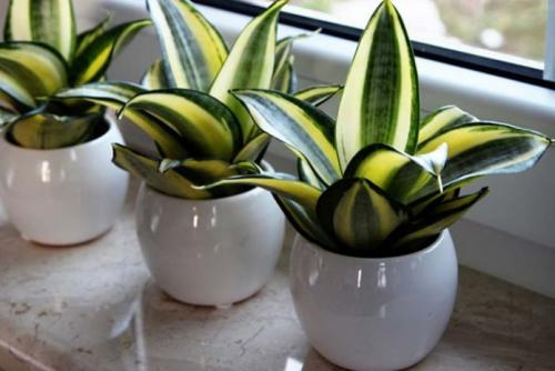 Влияние комнатных растений на интерьер: как они могут улучшить вашу жизнь 04 Влияние комнатных растений на интерьер: как они могут улучшить вашу жизнь 04