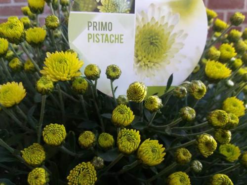 Выращивание шаровидных хризантем мультифлора. Особенности и сорта 01 Выращивание шаровидных хризантем мультифлора. Особенности и сорта 01