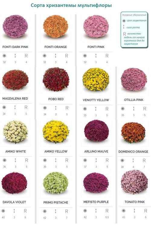 Выращивание шаровидных хризантем мультифлора. Особенности и сорта 02