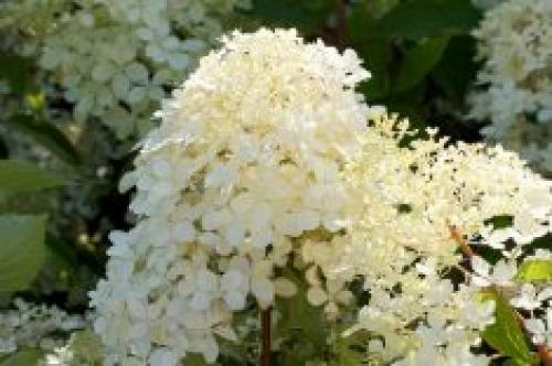 Как ухаживать за гортензией метельчатой Фантом. Посадка в открытый грунт