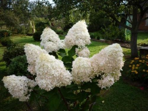 Как ухаживать за гортензией метельчатой Фантом. Посадка в открытый грунт
