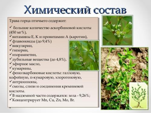 Как горца птичьего трава Беласептика используется в косметологии. Состав и полезные свойства птичьего горца и других видов