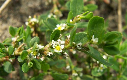 Как горца птичьего трава Беласептика используется в косметологии. Состав и полезные свойства птичьего горца и других видов