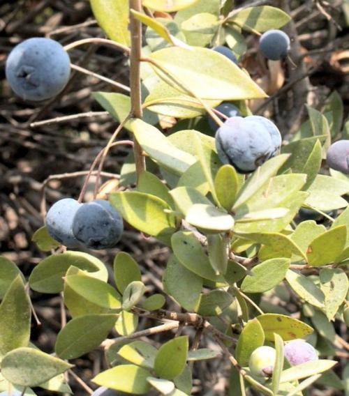 Мирт цветение. Выращивание и уход за миртом