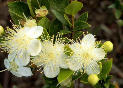 Мирт цветение. Выращивание и уход за миртом