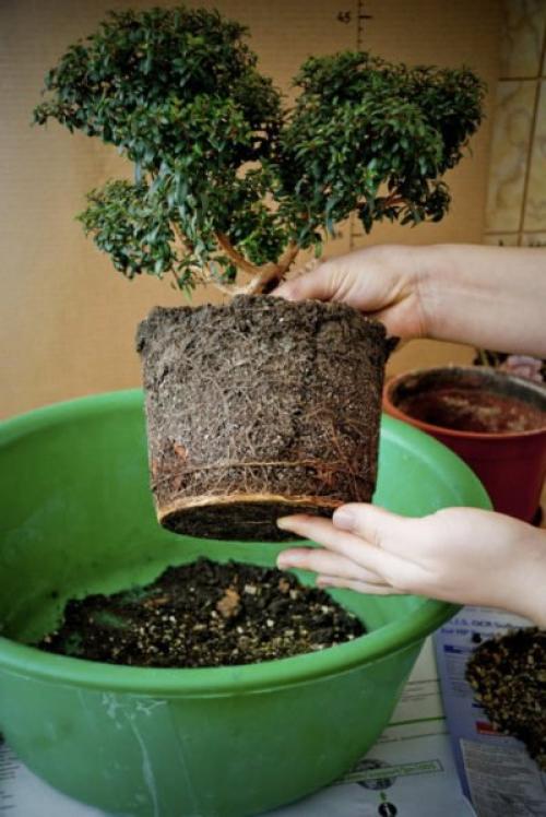 Как размножить миртовое дерево. Описание и условия выращивания 06