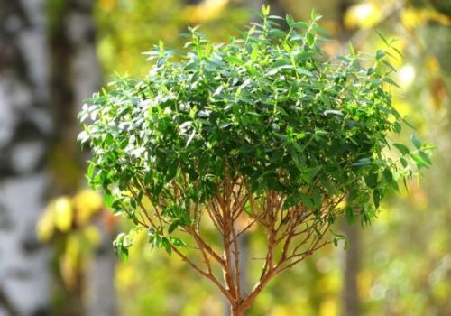 Мирты. История появления