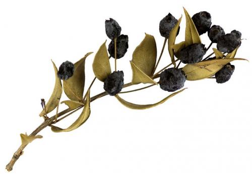 Мирт цветение. Выращивание и уход за миртом