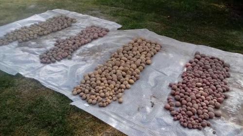 Как оценить качество ультраранного картофеля. Лучшие ранние сорта картофеля