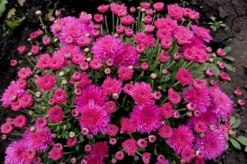 Ранние сорта хризантем Мультифлора. Лучшие сорта хризантем Мультифлора (шаровидные) с фото и описанием