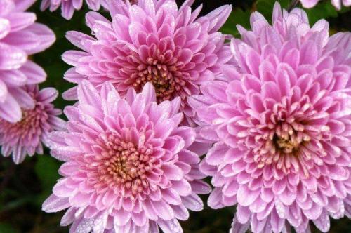 Раннецветущие сорта хризантем. Лучшие сорта хризантем: фото, названия и описания (каталог)