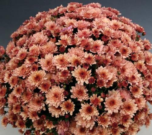 Ранние сорта хризантем Мультифлора. Лучшие сорта хризантем Мультифлора (шаровидные) с фото и описанием