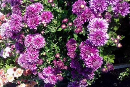 Раннецветущие сорта хризантем. Лучшие сорта хризантем: фото, названия и описания (каталог)