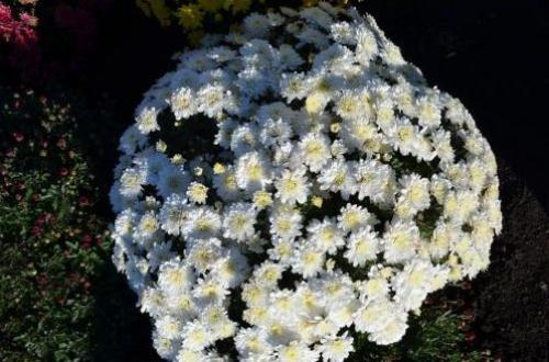 Ранние сорта хризантем Мультифлора. Лучшие сорта хризантем Мультифлора (шаровидные) с фото и описанием