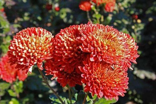 Раннецветущие сорта хризантем. Лучшие сорта хризантем: фото, названия и описания (каталог)