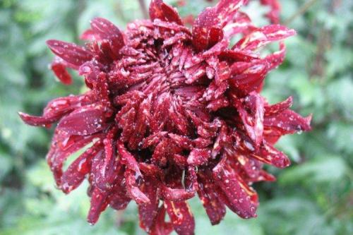 Раннецветущие сорта хризантем. Лучшие сорта хризантем: фото, названия и описания (каталог)