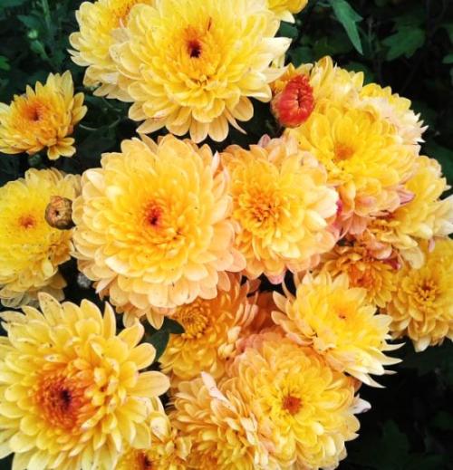 Ранние сорта хризантем Мультифлора. Лучшие сорта хризантем Мультифлора (шаровидные) с фото и описанием