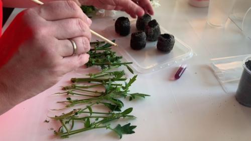 Особенности выращивания хризантемы мультифлора. Высадка и прищипка саженцев хризантемы мультифлора 16 Особенности выращивания хризантемы мультифлора. Высадка и прищипка саженцев хризантемы мультифлора 16