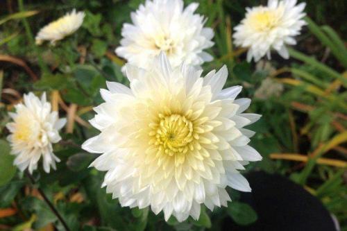 Раннецветущие сорта хризантем. Лучшие сорта хризантем: фото, названия и описания (каталог)