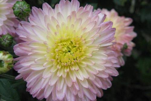 Раннецветущие сорта хризантем. Лучшие сорта хризантем: фото, названия и описания (каталог)