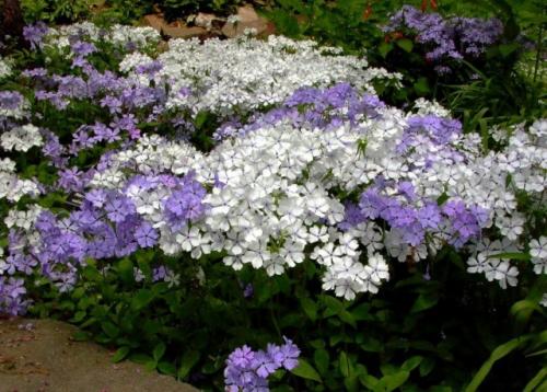 Когда сажать флоксы в открытый грунт. Подбор характеристик почв для флоксов