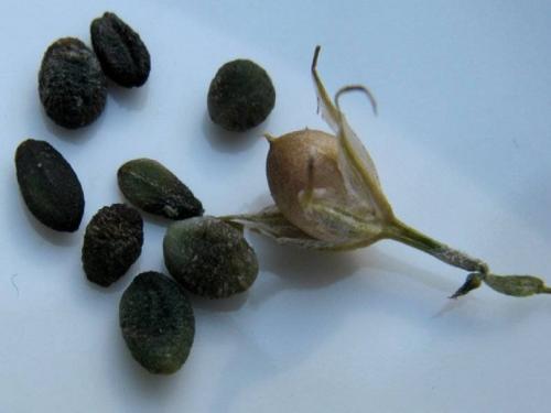 Однолетний флокс друммонда из семян, как посеять на.. Посев в грунт 03