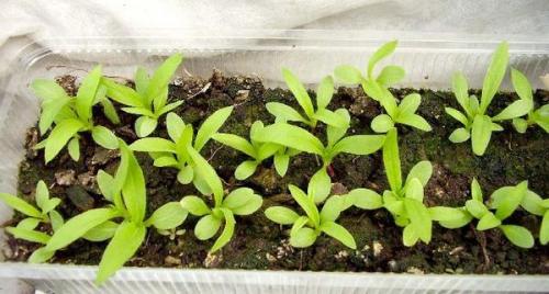 Флоксы однолетние когда сеять. Как вырастить однолетние флоксы из семян