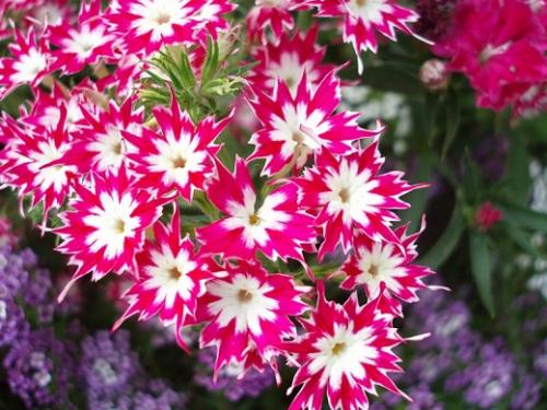 Однолетние флоксы на клумбе. Флоксы однолетние: сорта, описание и фото