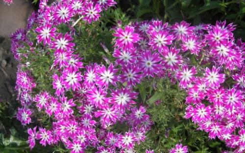 Однолетние флоксы на клумбе. Флоксы однолетние: сорта, описание и фото