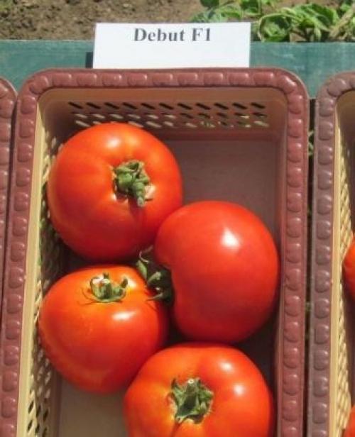 Один из лучших Гибрид томатов фирмы Seminis F1 Дебют. Сорт для фермеров и новичков — томат Дебют F1: описание помидоров и особенности их выращивания 01 Один из лучших Гибрид томатов фирмы Seminis F1 Дебют. Сорт для фермеров и новичков — томат Дебют F1: описание помидоров и особенности их выращивания 01