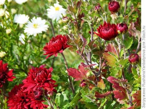 Хризантема мультифлора: зимовка в открытом грунте. Хризантема мультифлора. Эксперимент с зимовкой